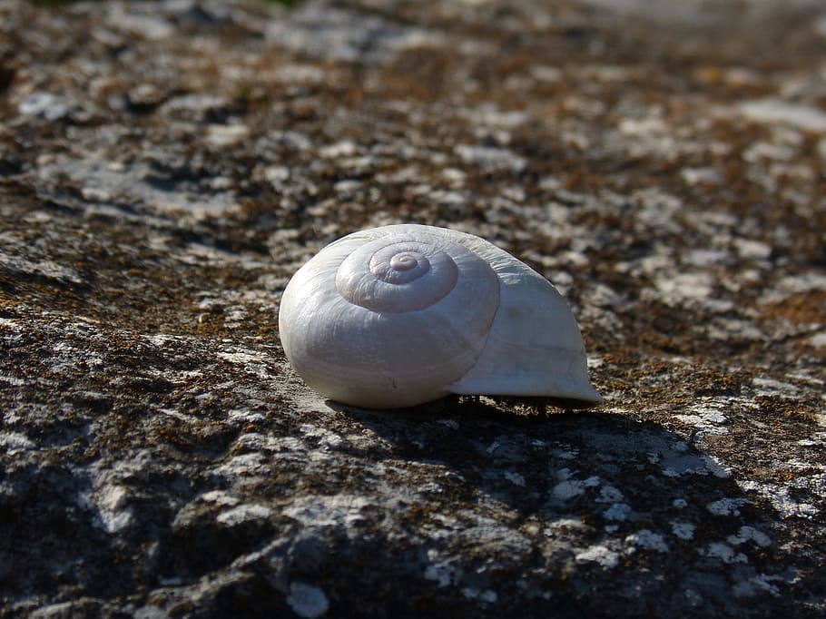 desert snail shells