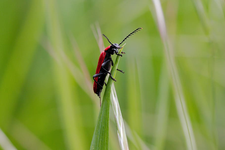 nature, insect, animal world, grass, animal, leaf, summer, small, wild, zoology
