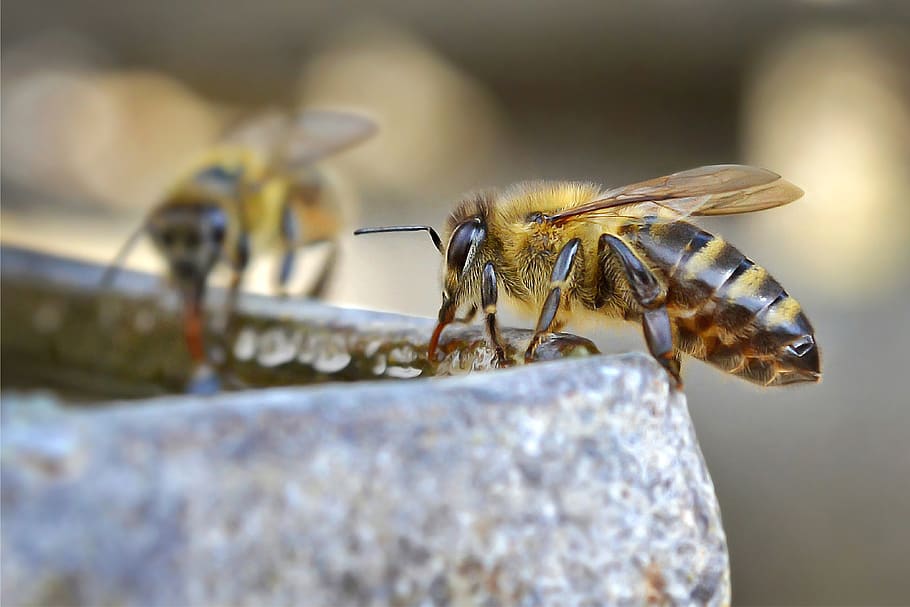 abelha, bebendo, água, ensolarado, dia, inseto, insetos, animal, mel, colmeia