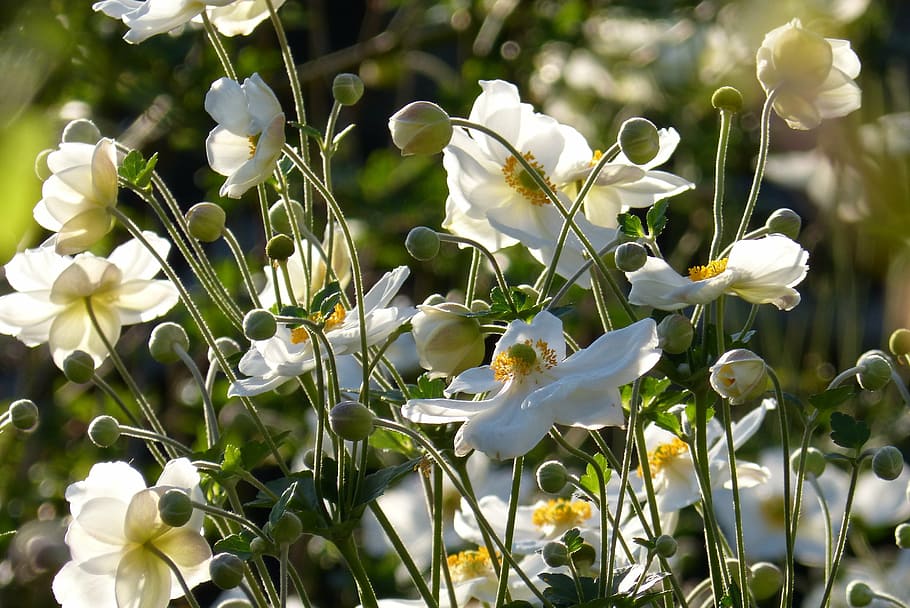 fall anemone, japanese fall anemone, bud, white, flower, blossom, bloom, flowers, flowering plant, plant