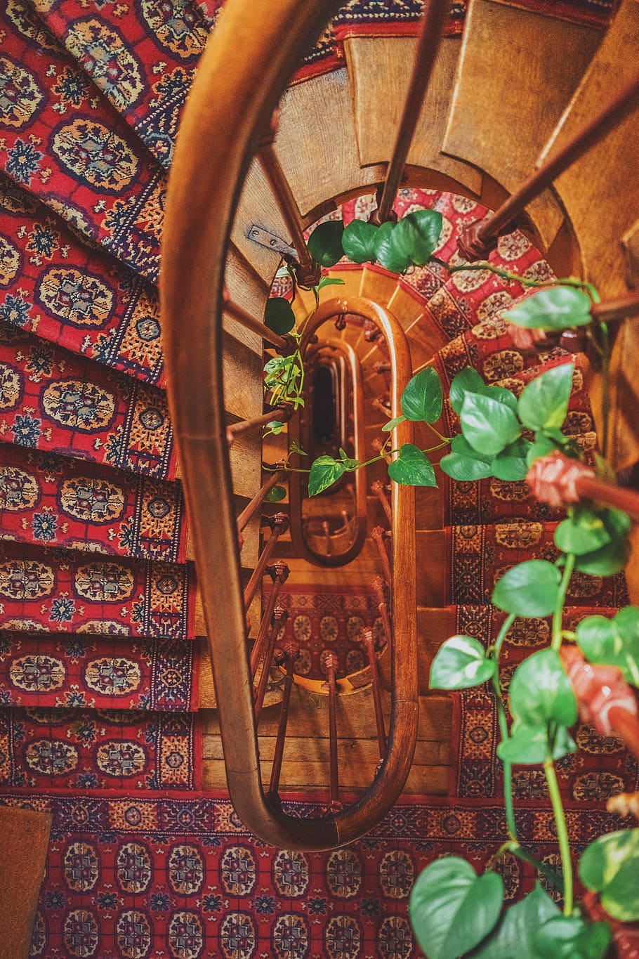 brown, vine plant, wrapping, wooden, spiral staircase, spiral, stairs, red, floral, carpet