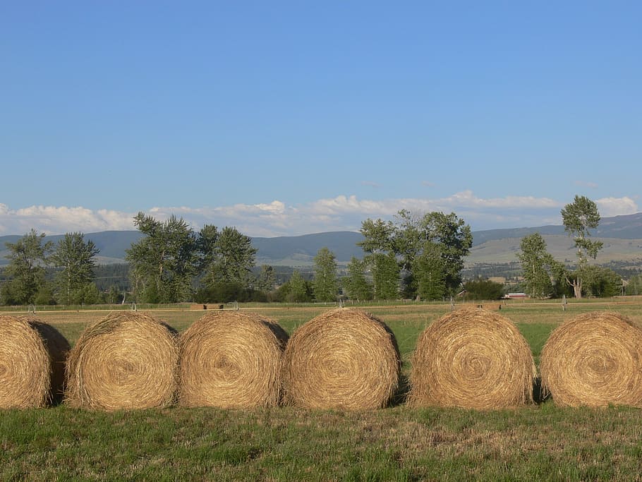 haystack, hay, montana, field, agriculture, agricultural, nature, freshness, harvest, crops
