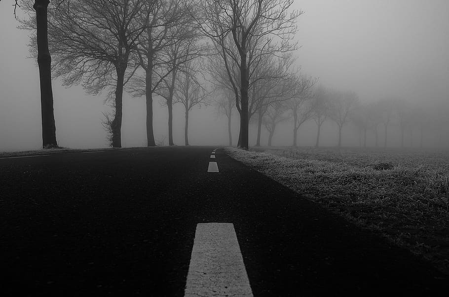 road, fog, winter, frost, grass, trees, grey, pavement, black and white, tree