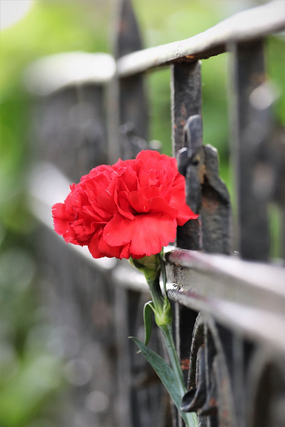 red carnation, iron fence, grave, condolence, remembering, outdoor, flower, flowering plant, plant, red