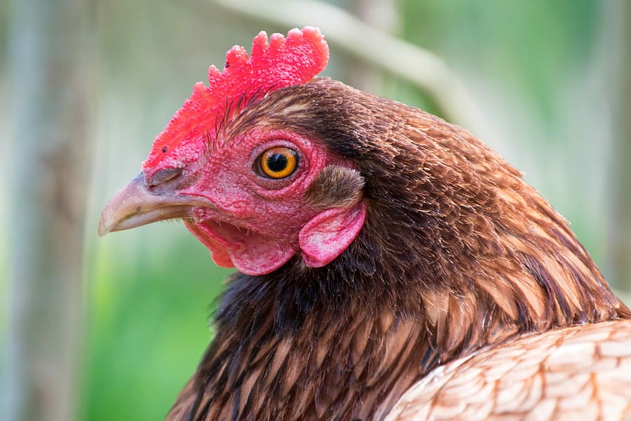 Hen, Eye, Vigilant, bird, chicken - Bird, farm, agriculture, animal, livestock, poultry
