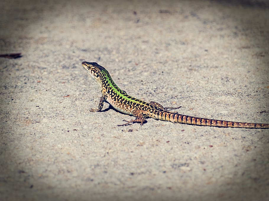 lizard, reptile, animal, iguana, green, chameleon, gecko, exotic, wild, colorful