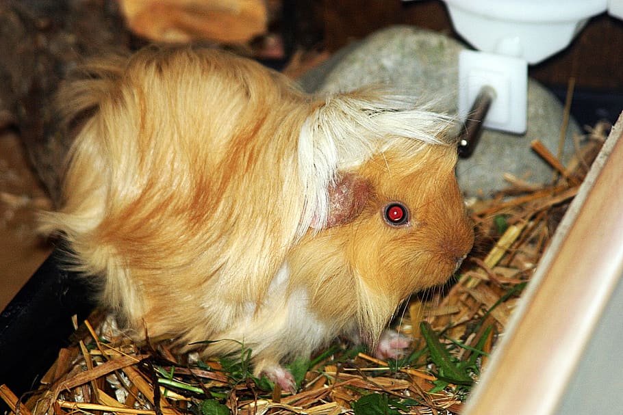 guinea pig, sunshine, sun, sea ​​pig house, sweet, cute, rodent, small animals, young animals, peruvians