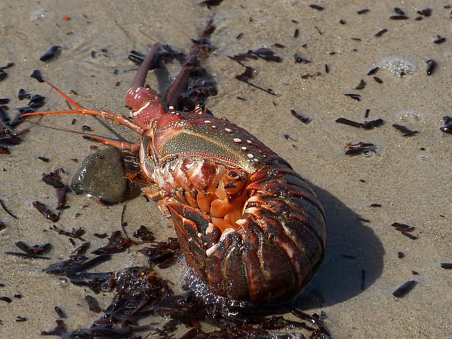 lobster, cancer, pet armor, shell, crawfish, beach, sand beach, creature, animal, fauna