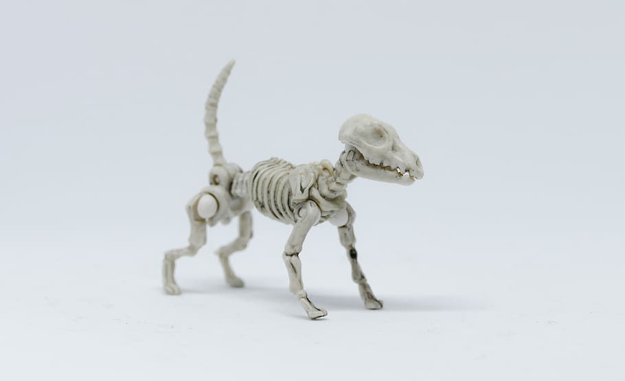 animal, nature, wildlife, little, dog, skeleton, dog skeleton, sketch, sketching, 3d
