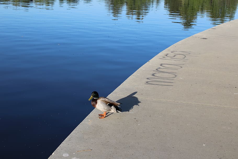 duck, mona lisa, shore, lake, water, nature, thinking, calm, vacation, outdoors