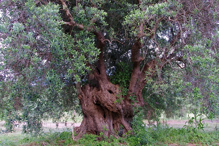 green, brown, leafed, tree, Olive Tree, Olive Grove, olive, trees, agriculture, olive plants