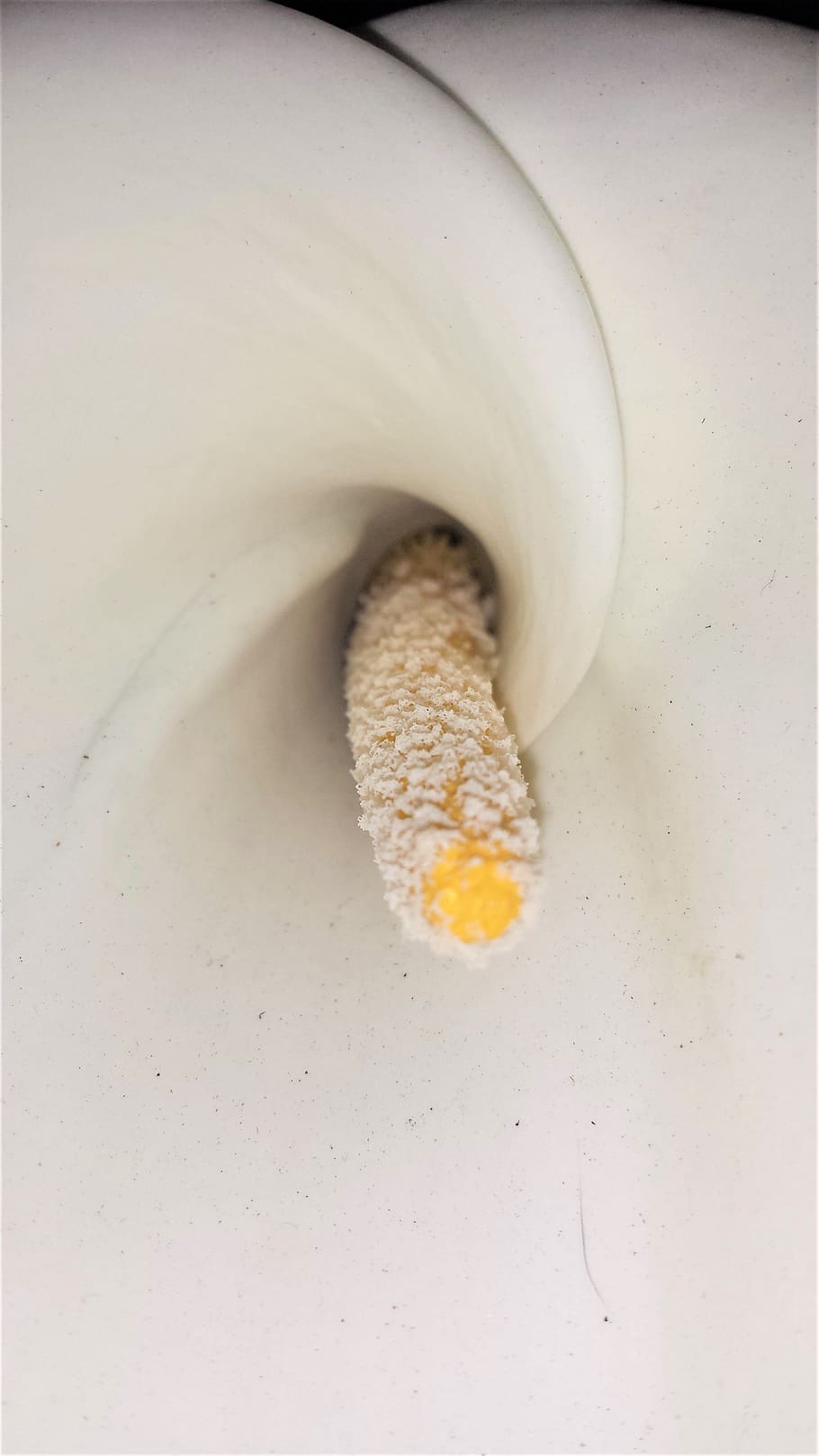 flower, lily, nature, pollinated, white, yellow, piston, easter, abstract, closeup