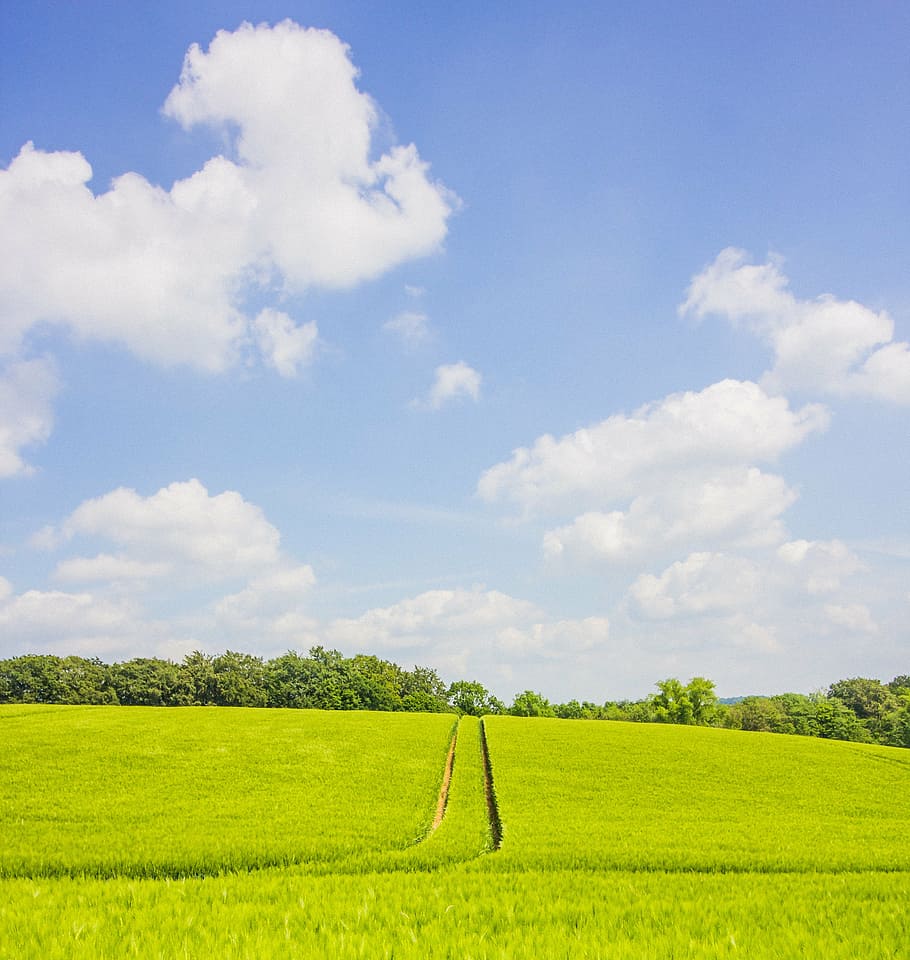 paisaje, campo, agricultura, primavera, alemania, cebada, cielo, nubes, azul, verde