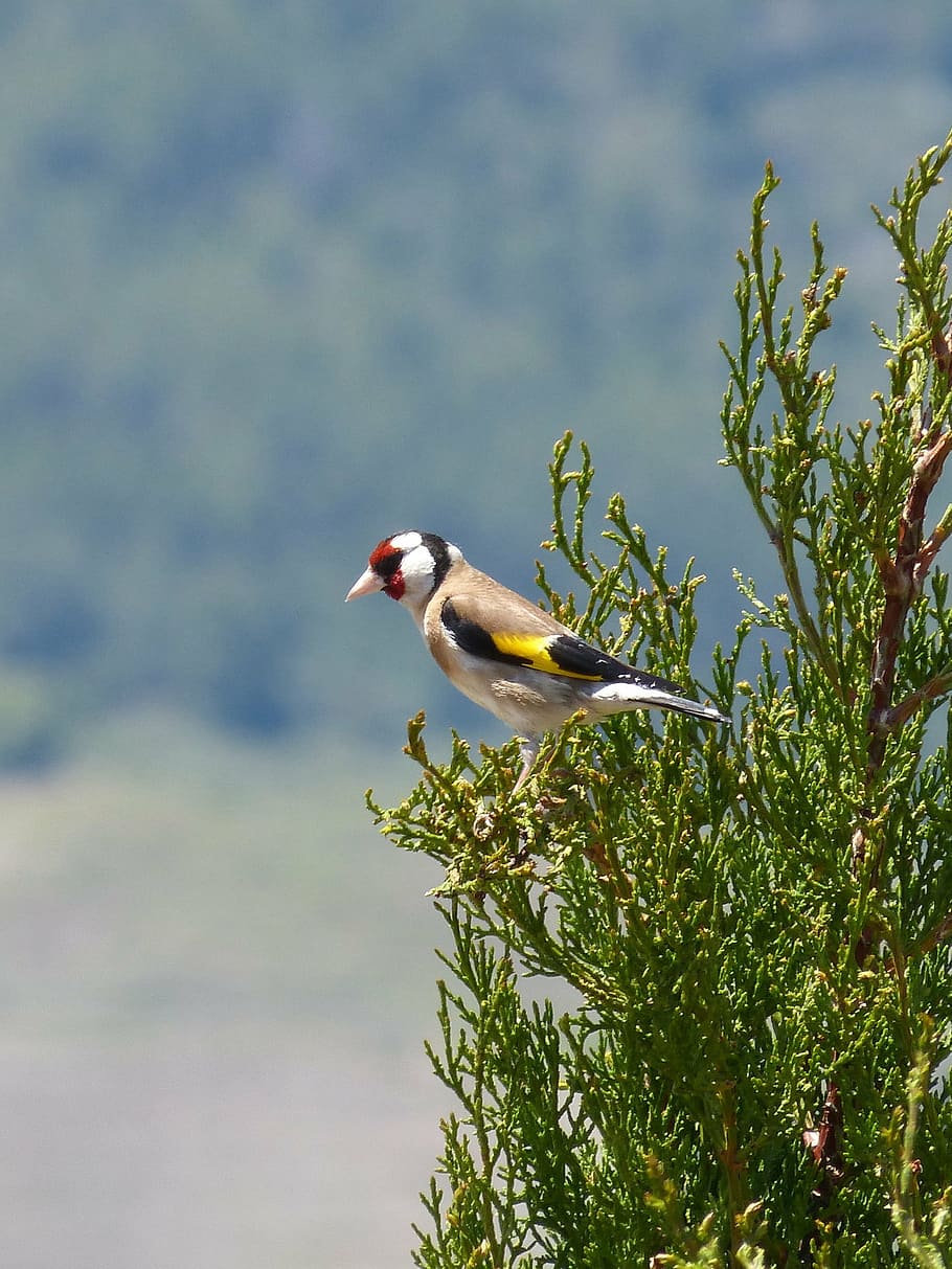 goldfinch, bernyanyi, getar, cemara, cadernera, carduelis carduelis, tema binatang, burung, hewan bertulang belakang, hewan
