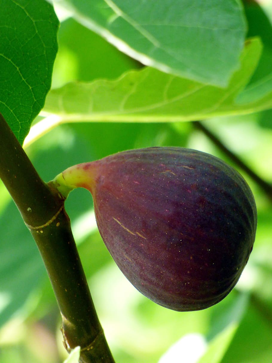 fig, fruit, food, nature, summer, fig tree, eatables, green, delicious, plant part