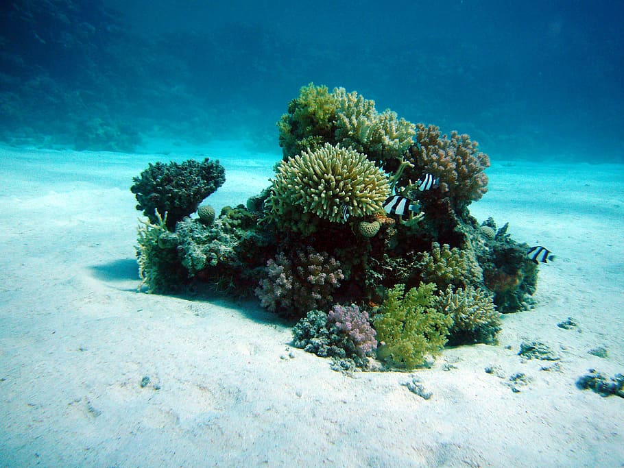 green, coral, reef, underwater, underwater oasis, ocean floor, diving, water, sea, underwater world