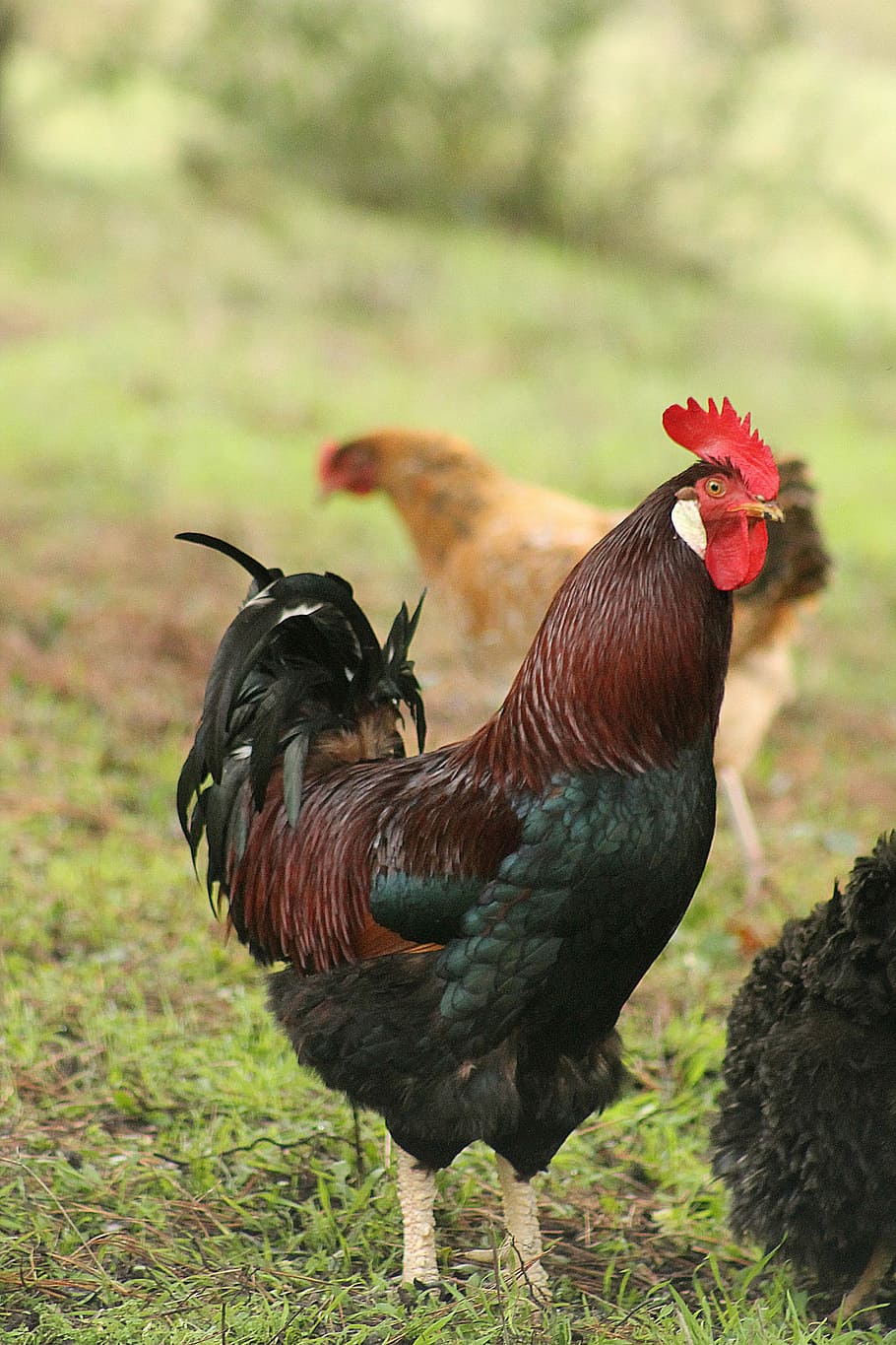 gallo, roosters, chicken coop, animals, domestic fowl, chickens, crest, animal, quiquiriquí, feathers