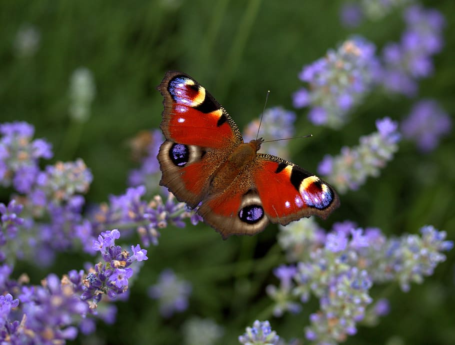 kupu-kupu, mata burung merak, lavender, pewarna, serangga, alam, bunga, perbekalan, tanaman berbunga, satu hewan