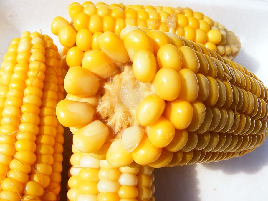 selective, focus photography, steamed, corn, food, boiled, healthy, vegetable, harvest, fresh