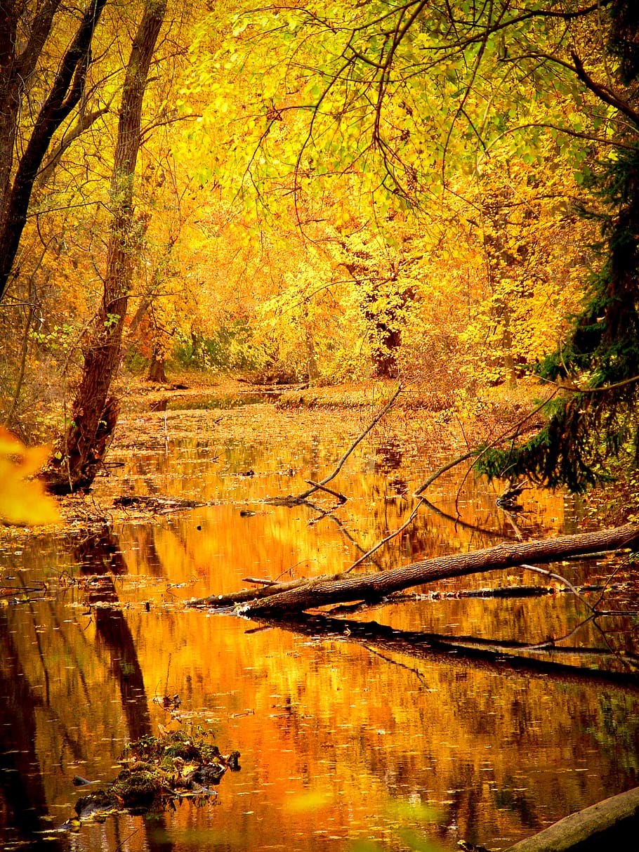 danau, air, pohon, hutan, alam, cabang, daun, warna, kuning, musim gugur