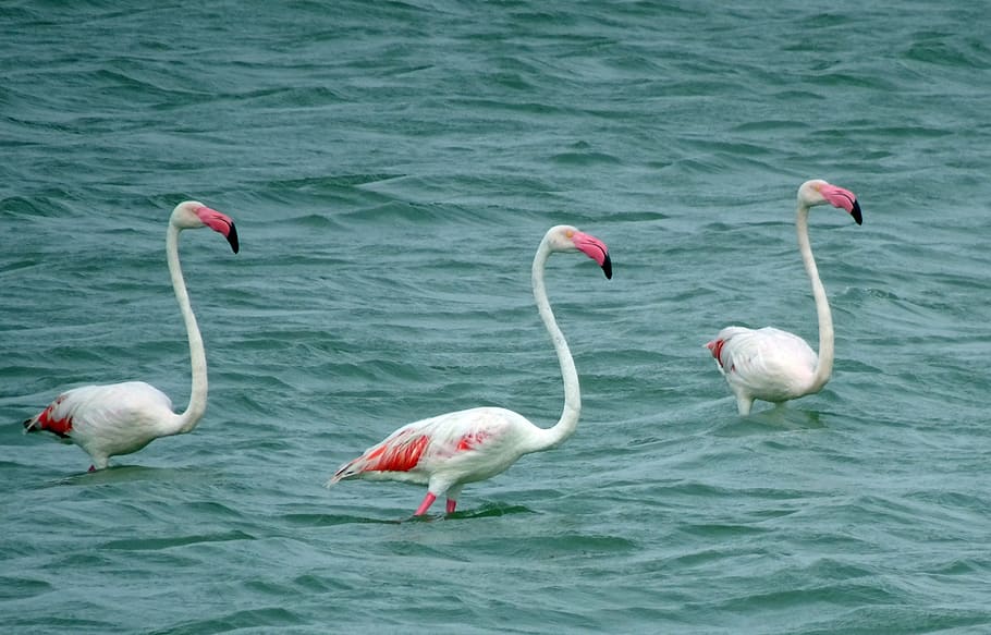 bird, greater flamingo, phoenicopterus roseus, wildlife, nature, flamingo, plumage, colorful, creek, dwarka