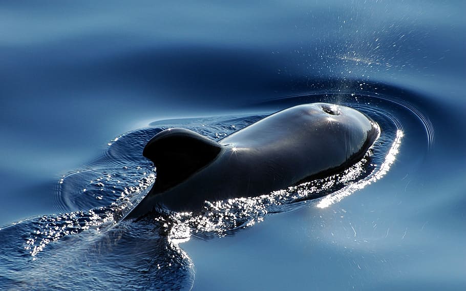 shallow, focus photography, black, dolphin, wal, marine mammals, pilot whale, meeresbewohner, mammals, water