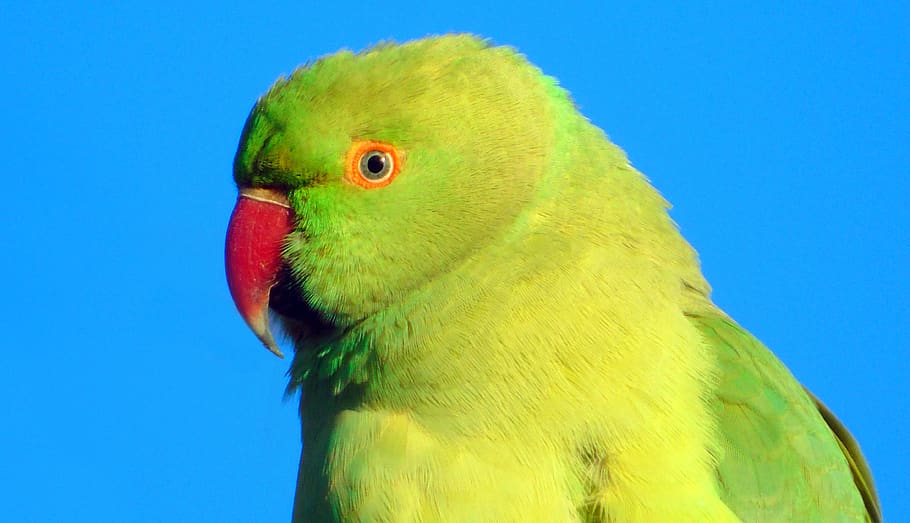 parrot, bird, animal, colorful, wildlife, animal themes, vertebrate, one animal, blue, animal wildlife