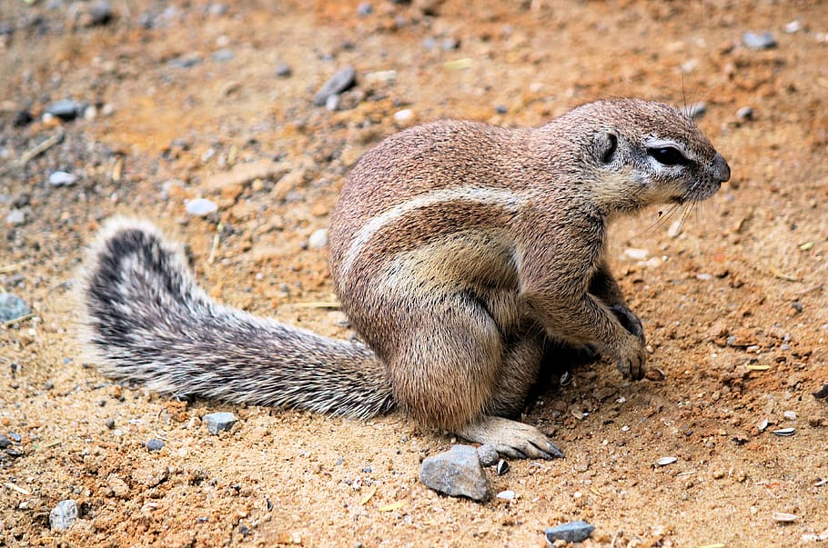 the squirrel, called cape, mammal, animal, stripes, natural, tail, rodent, jump, zoo