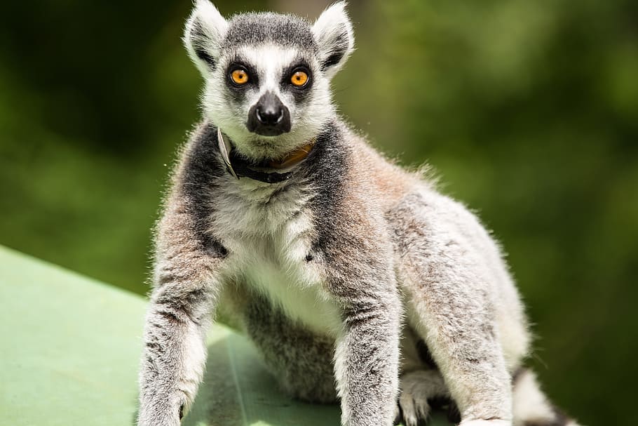 ring-tailed lemur, lemur catta, duke lemur center, durham nc, animal themes, animal, one animal, animal wildlife, animals in the wild, mammal
