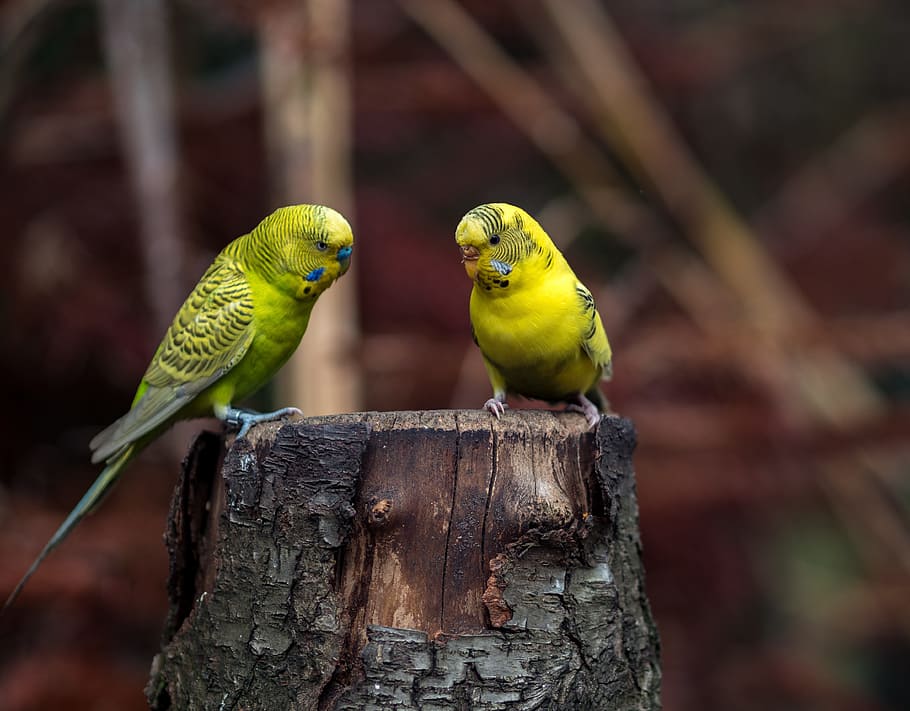selective, focus photography, two, yellow, budgerigars, budgie, birds, close, green bird, yellow birds