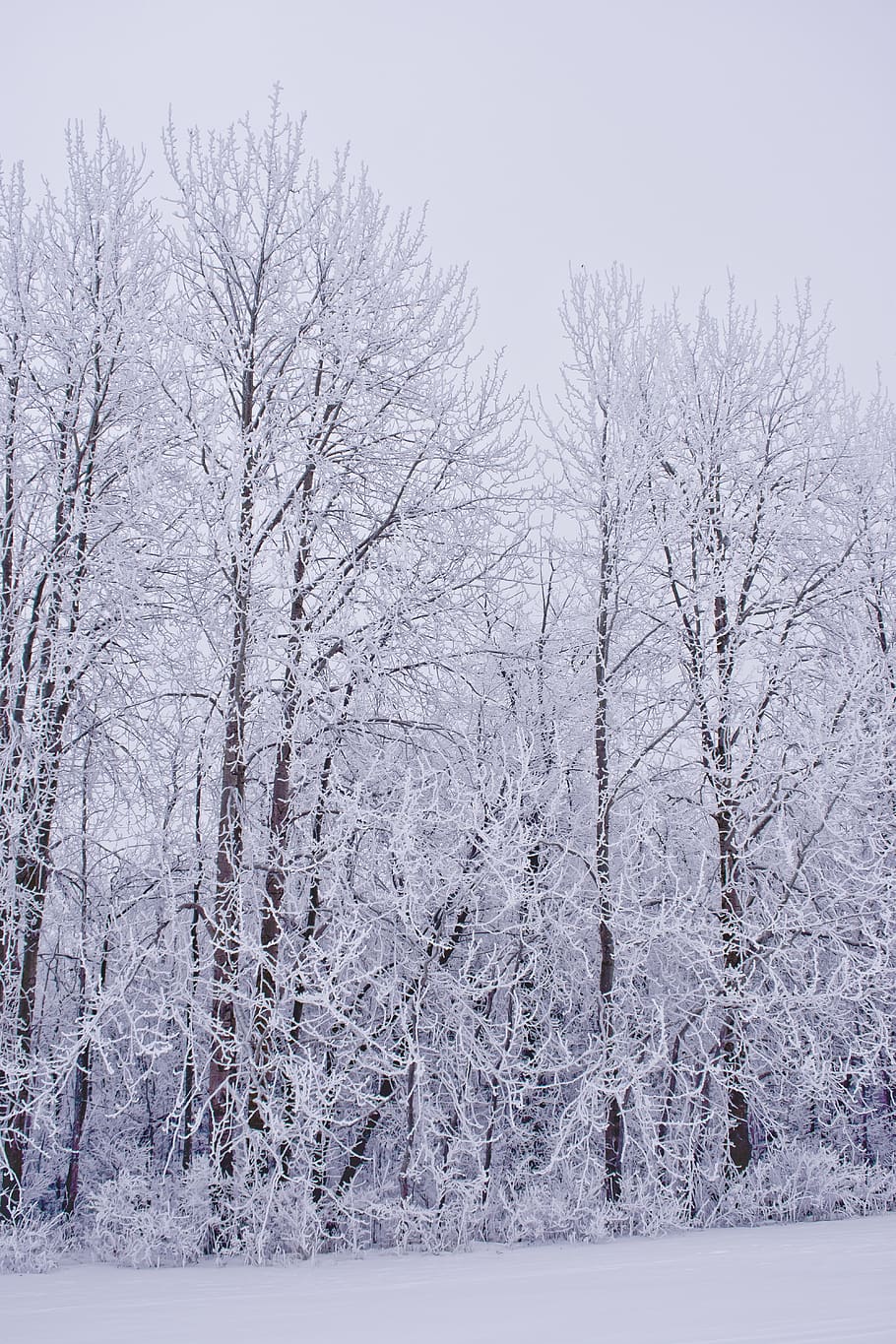 inverno, geada, frio, árvores, bosques, neve, natureza, paisagem, invernal, branco