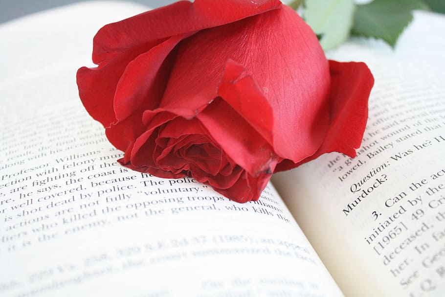 red, rose, opened, book, red rose, flower, words, finance, paper, newspaper