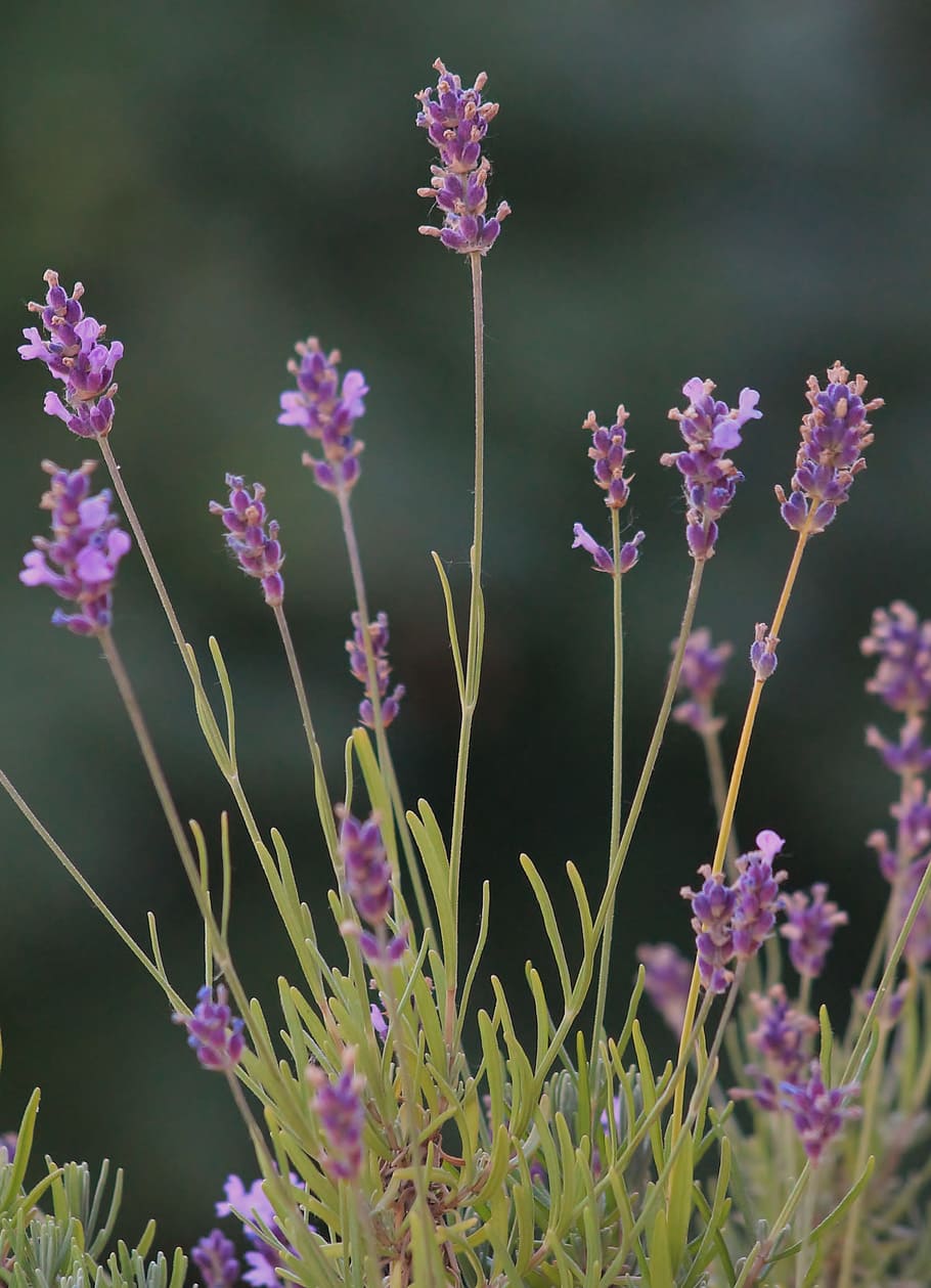 Lavanda, púrpura, flor, naturaleza, planta, verano, primer plano, al aire  libre, botánica, color rosa | Pxfuel