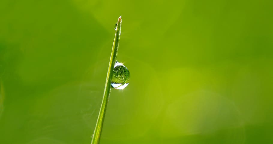 green, leaf, rain drop, plant, nature, live, green color, drop, growth, water