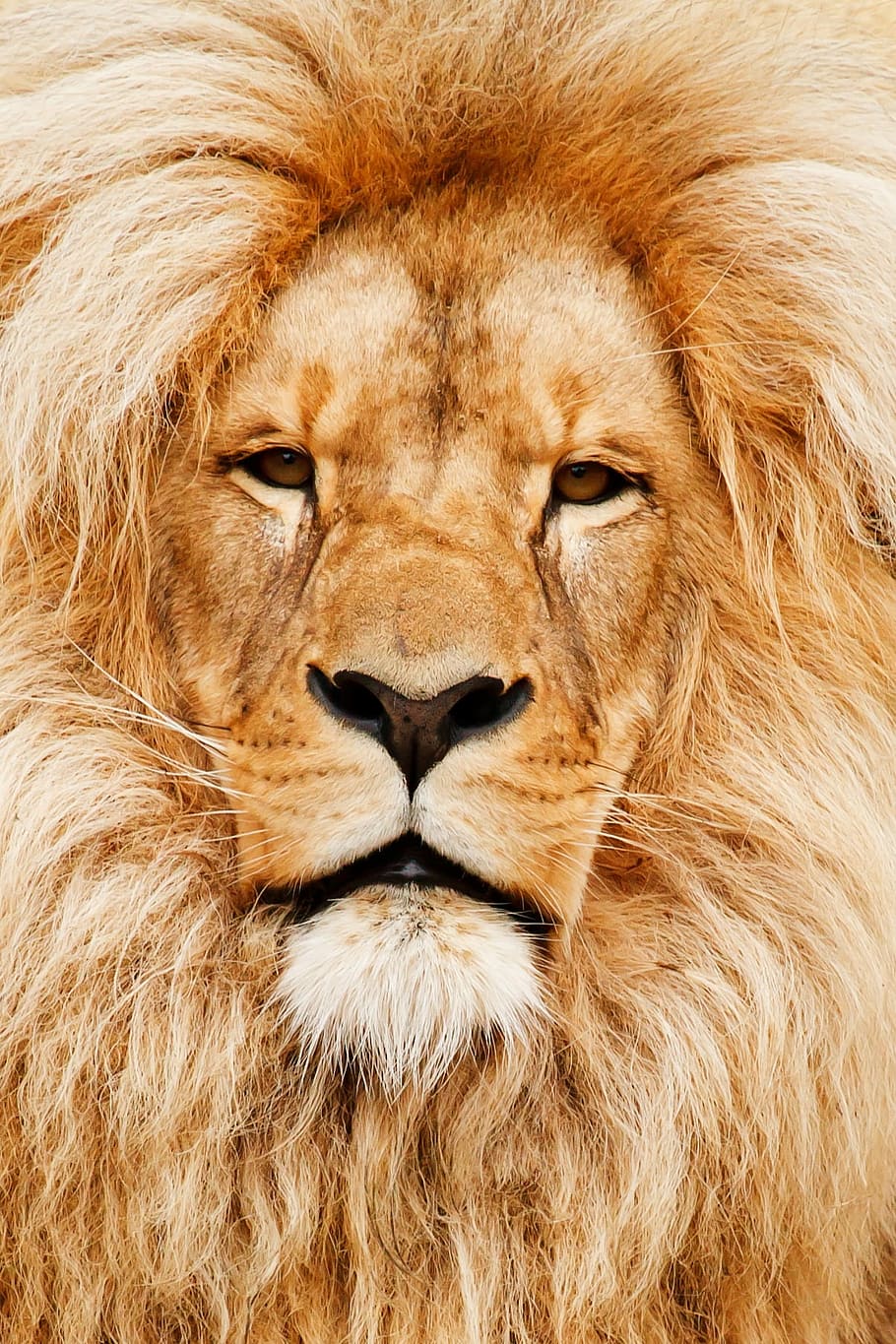 ゴールドライオン, アフリカ, 動物, 猫, クローズアップ, 詳細, 目, 顔, 毛皮, 髪