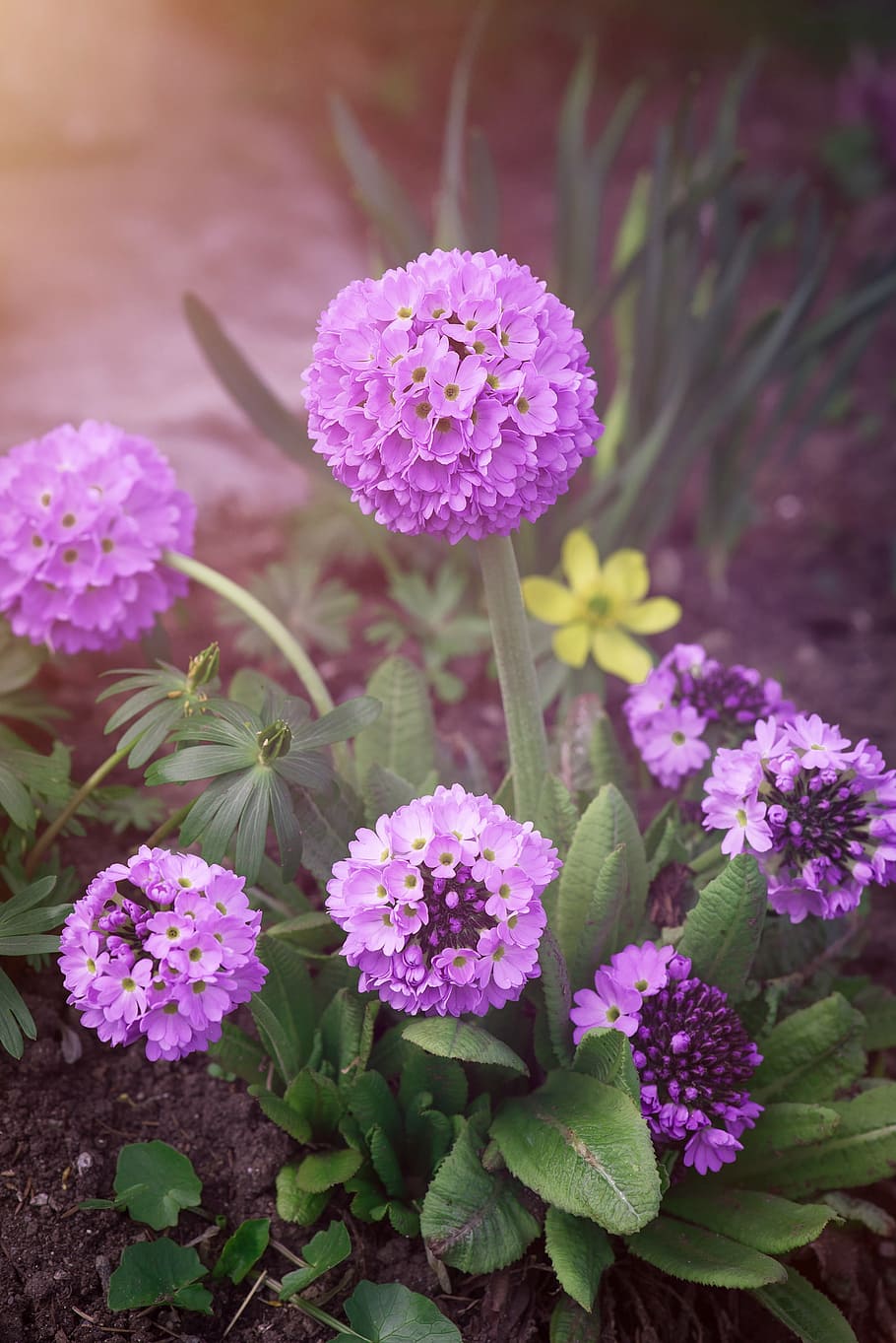 purple petaled flower, drumstick, ball-primrose, primrose, garden, in the garden, spring flower, flower, purple flower, violet