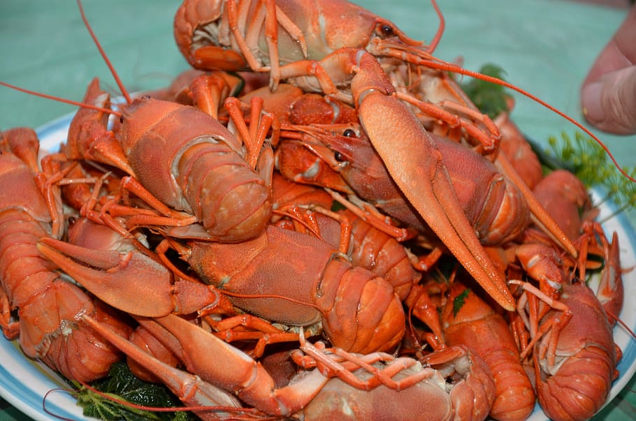 boiled lobster, food, cooking, seafood, claw, freshness, gourmet, lobster, crayfish, prepared Shellfish