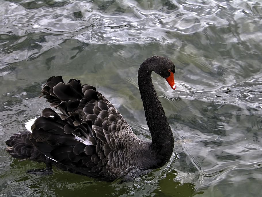 black, swan, body, water, black swan, swan in canberra, swan lake, water birds, animal themes, animals in the wild