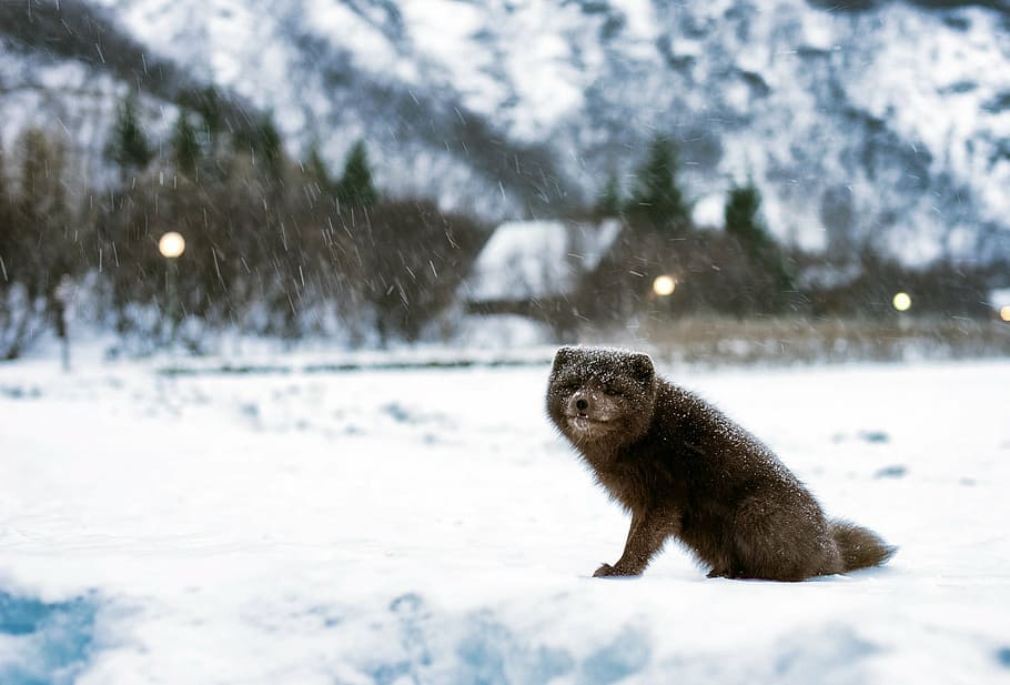 黒, 灰色, 動物の写真, 冬, アイスランド, ホッキョクギツネ, 風景, 雪, 天気, 動物