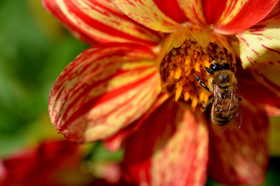 lebah, bunga, sibuk, taman, serangga, musim panas, tanaman, mekar, madu bunga, alam