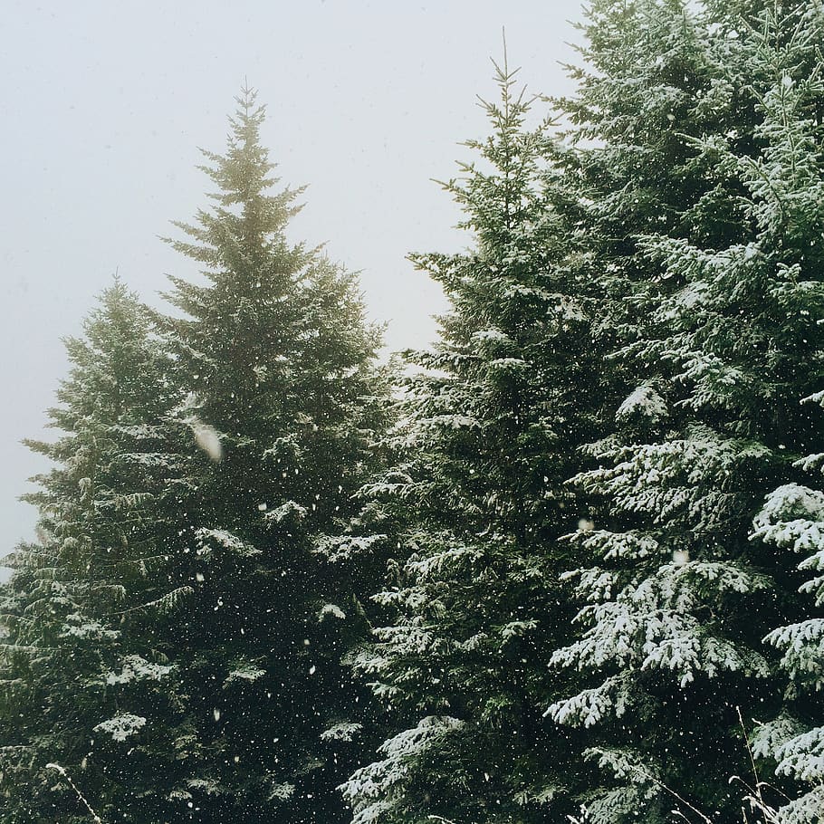 natureza, florestas, árvores, pinheiros, neve, inverno, ainda, árvore, planta, temperatura fria