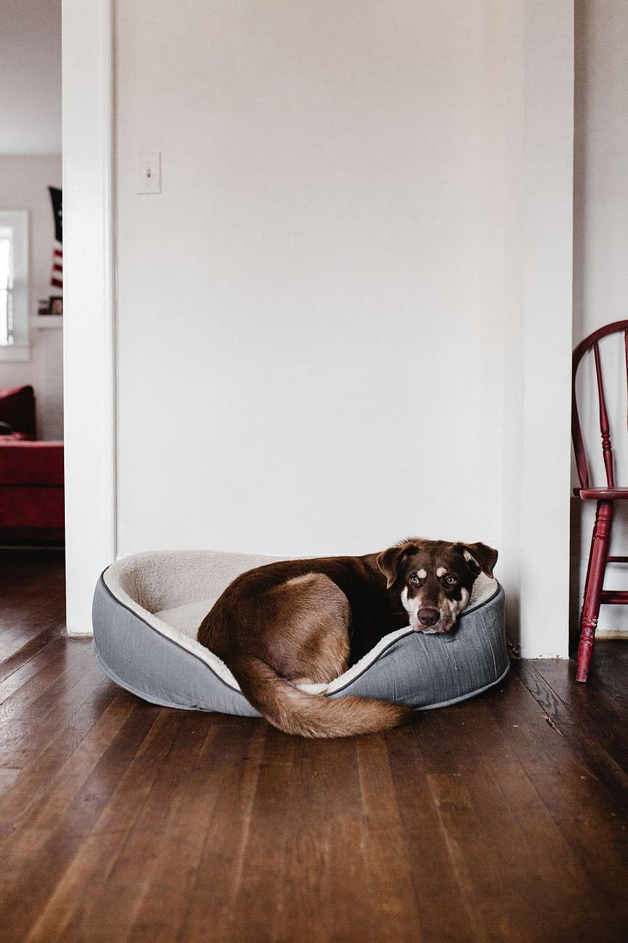 dog bed, Dog, Bed, animals, pets, indoors, home Interior, animal, domestic Animals, canine