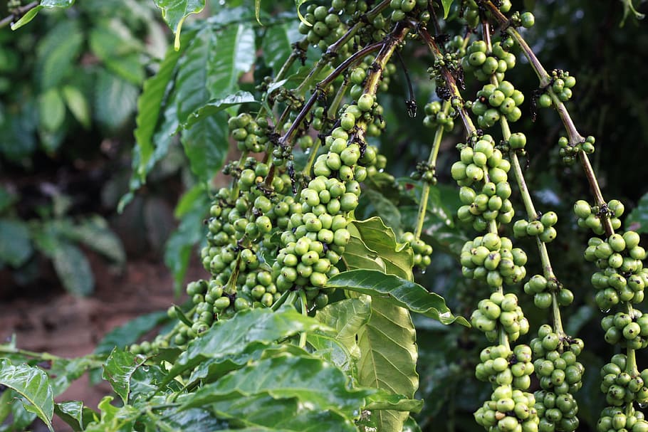 unripe, coffee beans, branch, coffee, green, bean, farm, nature, cafe, tree