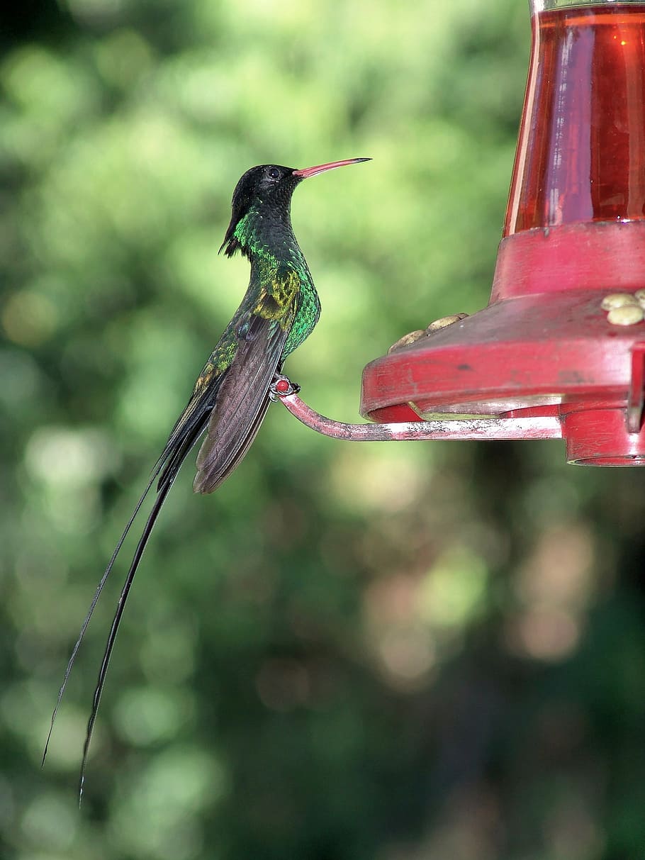 green, black, hummingbird, daytime, bird, nectar, bill, fly, drink, exotic