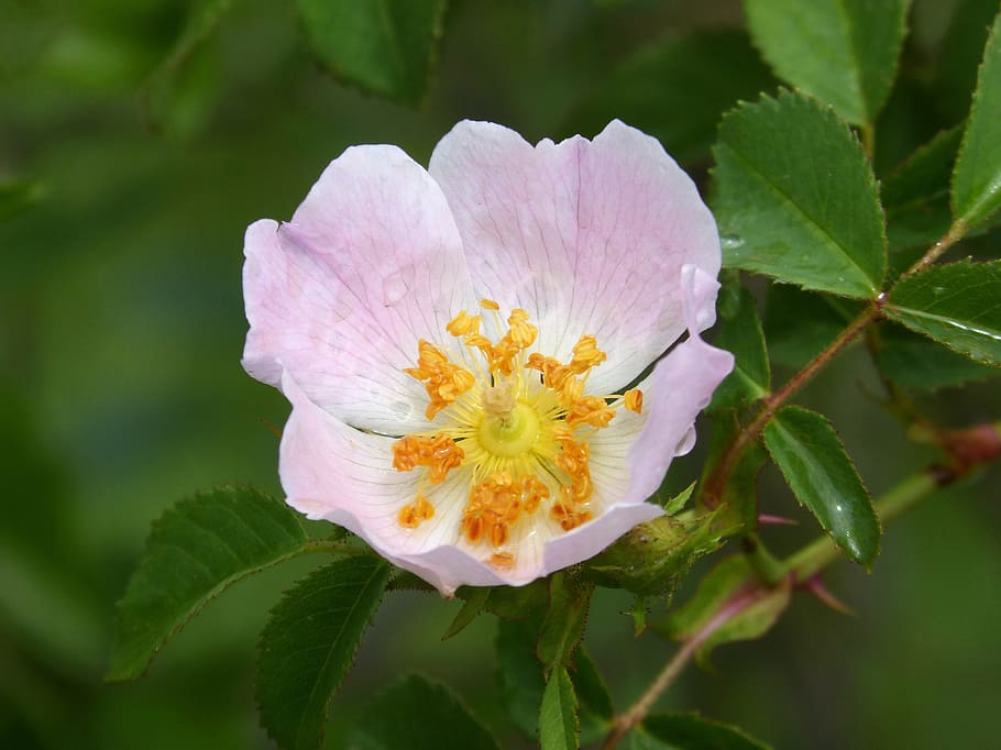 Rosa Canina, Wild Rose, Flower, Beauty, nature, fragility, petal, leaf, white color, flowering plant