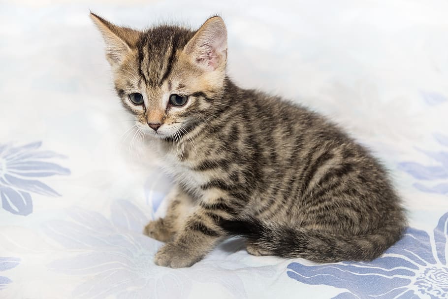 Mackerel kitten clearance