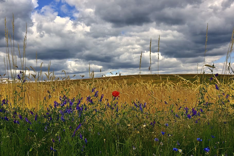 wild flowers, edge of field, field, cornfield, landscape, nature, clouds, sky, wild herbs, cloud - sky