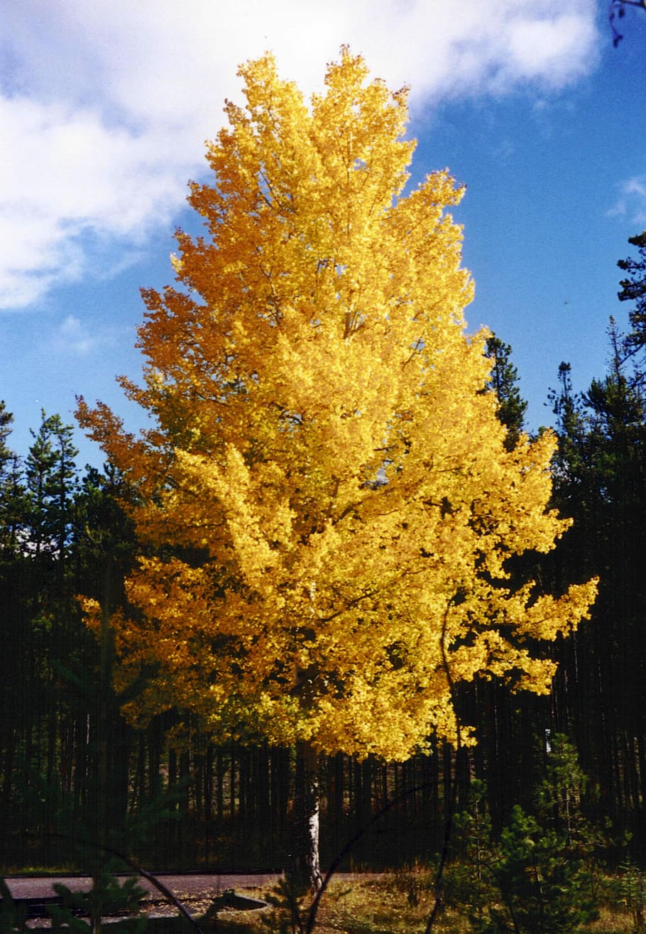 aspen trees, jasper, national, park, Aspen, Trees, Yellow, Jasper National Park, Alberta, Canada