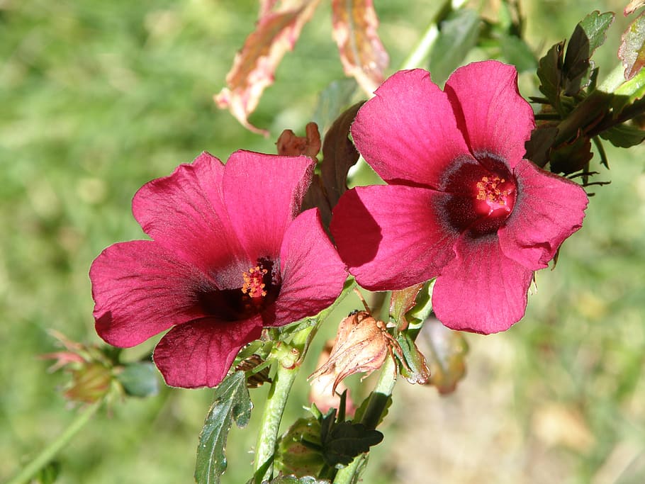 Rojo Flores Naturaleza Jardin Flores Rojas Plantas Flor Roja Terciopelo Botanica Flor Pxfuel