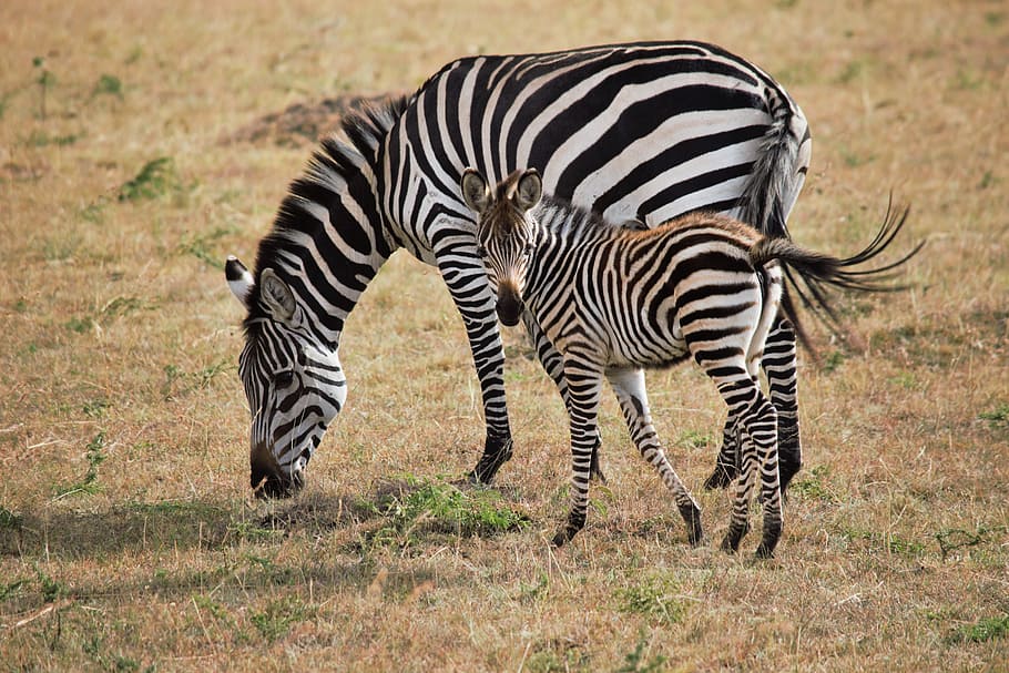 two, zebras, brown, grass field, Africa, Kenya, Zebra, Wildlife, Safari, wildlife, safari